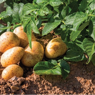 Τα μυστικά για την καλλιέργεια της πατάτας