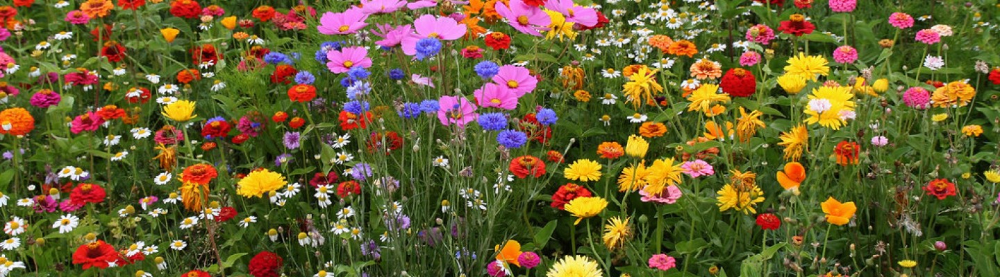 4 ανοιξιάτικα λουλούδια για ένα πανέμορφο κήπο