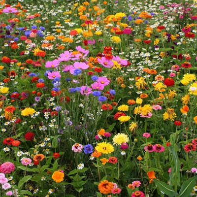4 ανοιξιάτικα λουλούδια για ένα πανέμορφο κήπο